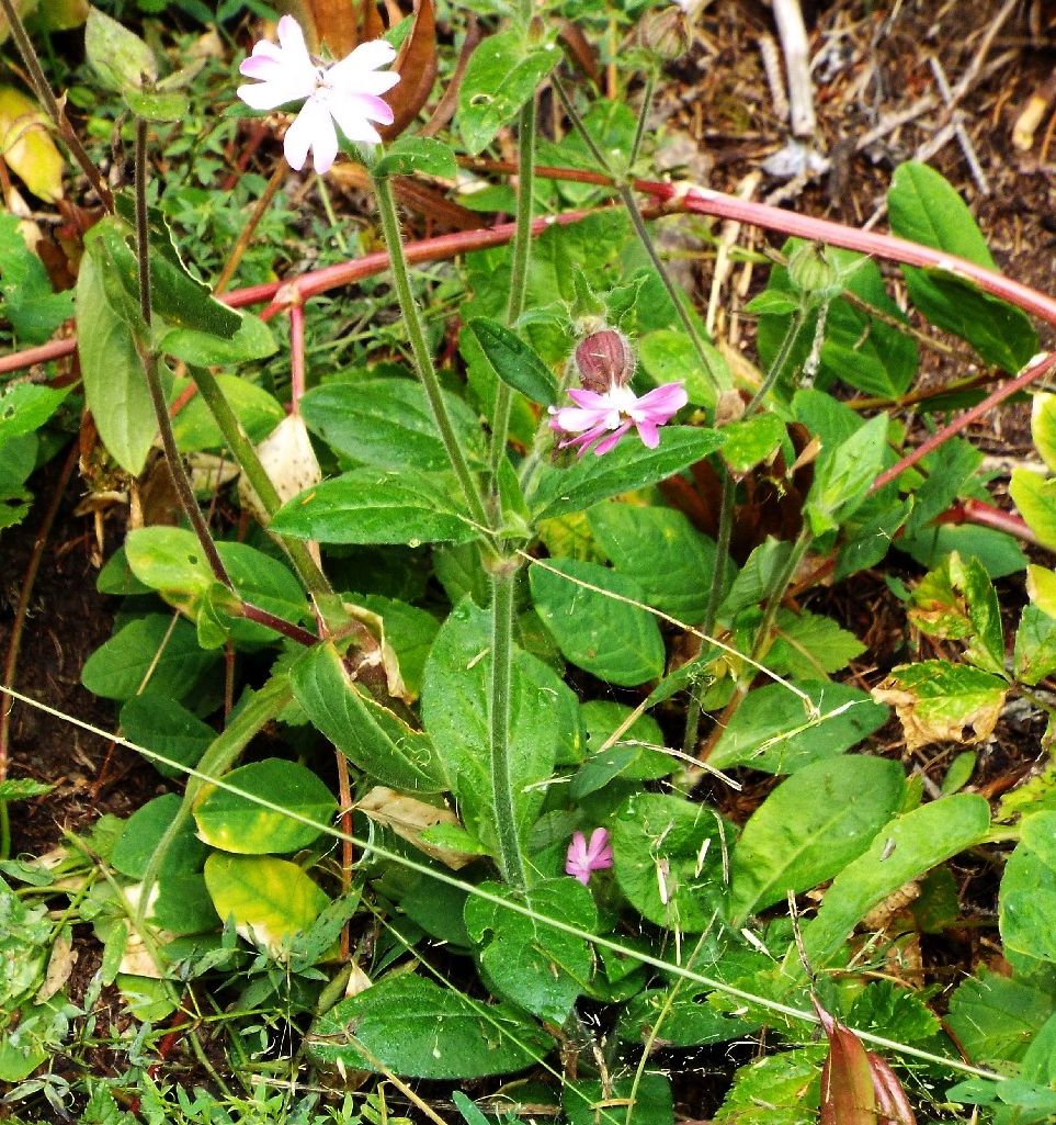 Silene dioica